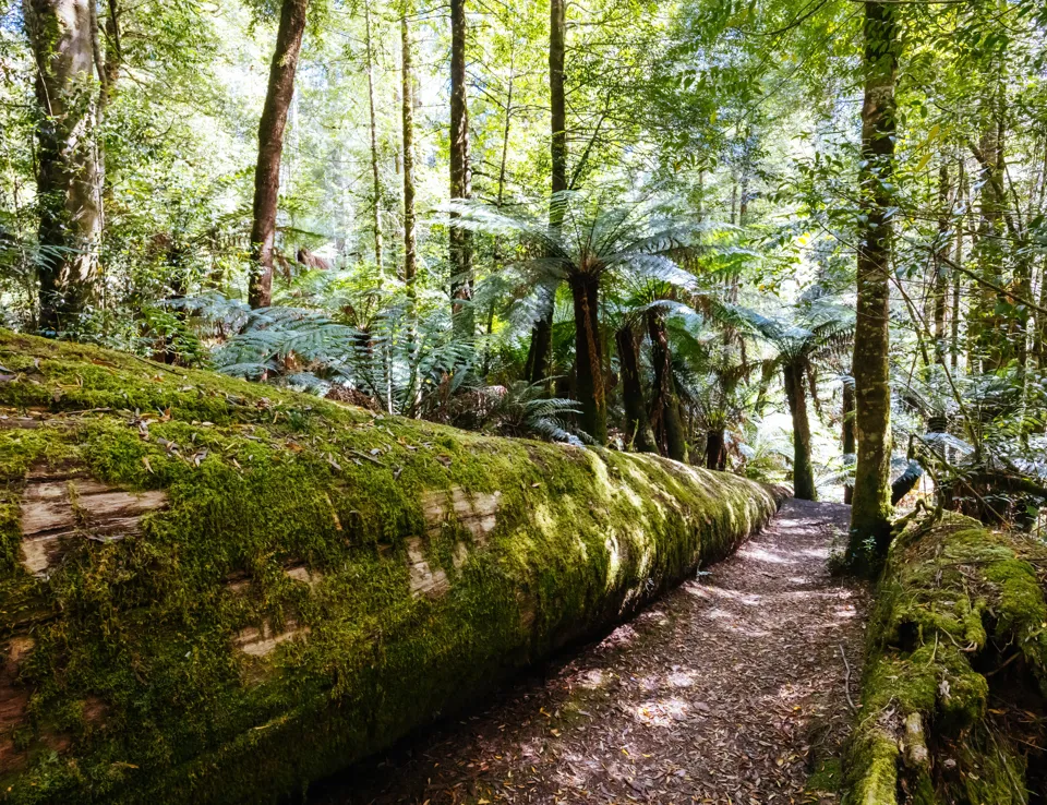 STYX VALLEY, AUSTRALIA FEBRUARY 20 2024 Landscape Of The Styx River Area Of The Styx Valley Near Maydena In Southwest National Park, Tasmania, Australia