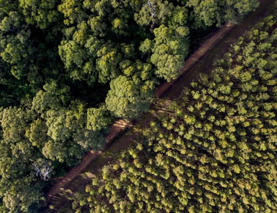 Forestry WA Carbon Farming