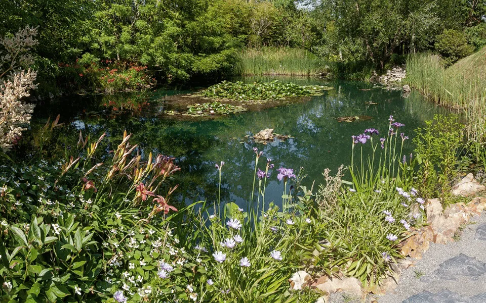 Pond Wild Flowers 1933656611