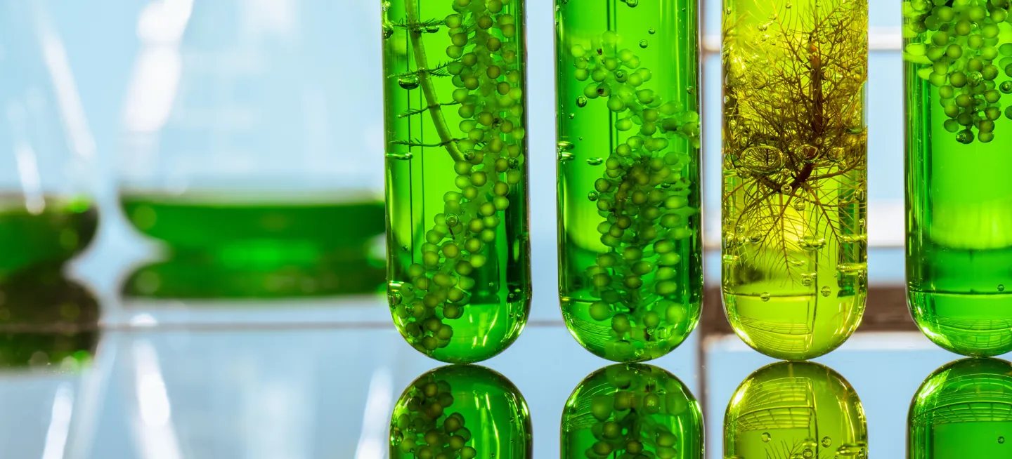 Sustainable Low Carbon Fuel 2215134819