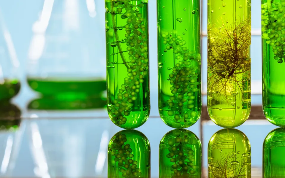 Sustainable Low Carbon Fuel 2215134819