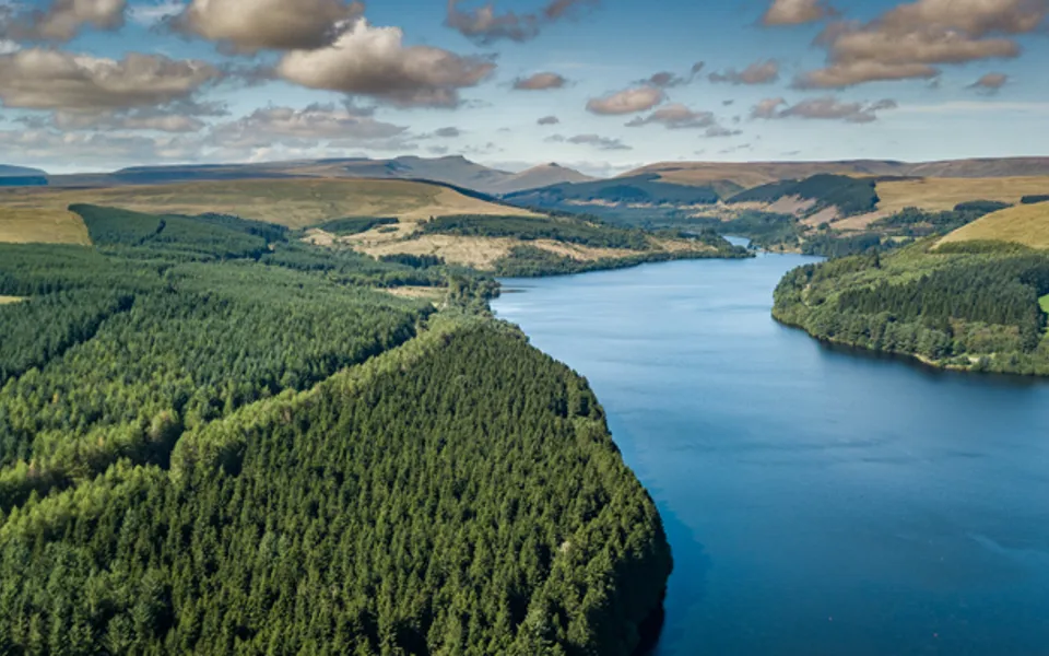 Forest Beside Lake