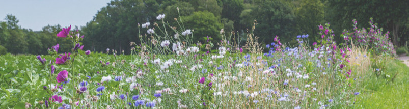Wild flowers growing on the edge of a field with trees in the background