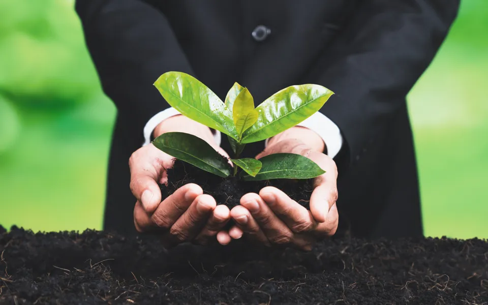 Businessman Holds Plant 2345027973