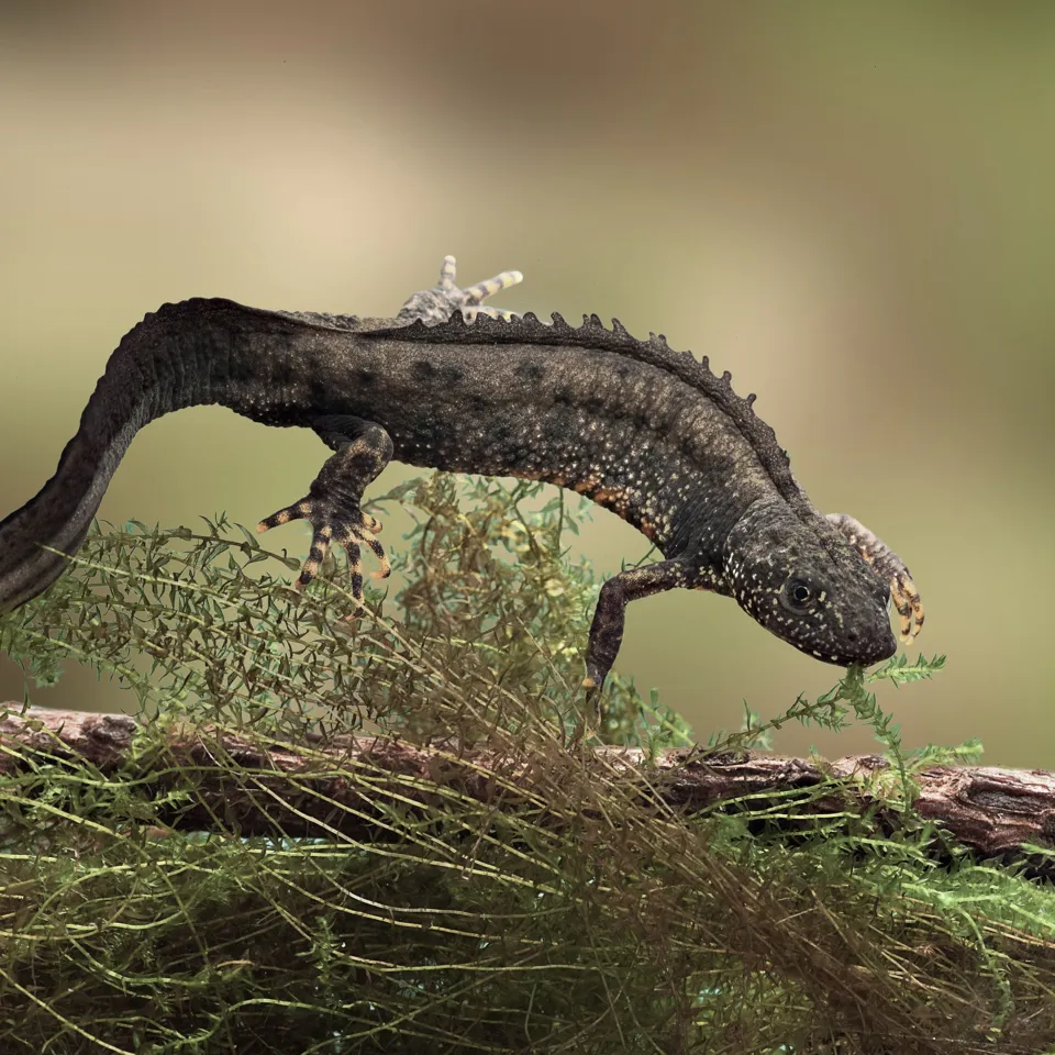 Ecology And Hydroecology Including For Grey Crested Newts