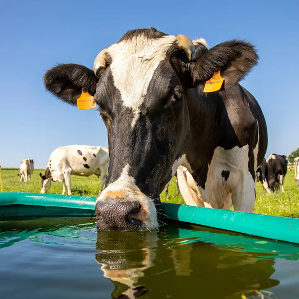AW Cow Drinking Trough