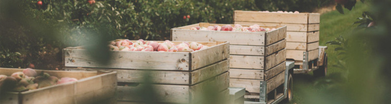 Boxes of fruit in a field being harvested