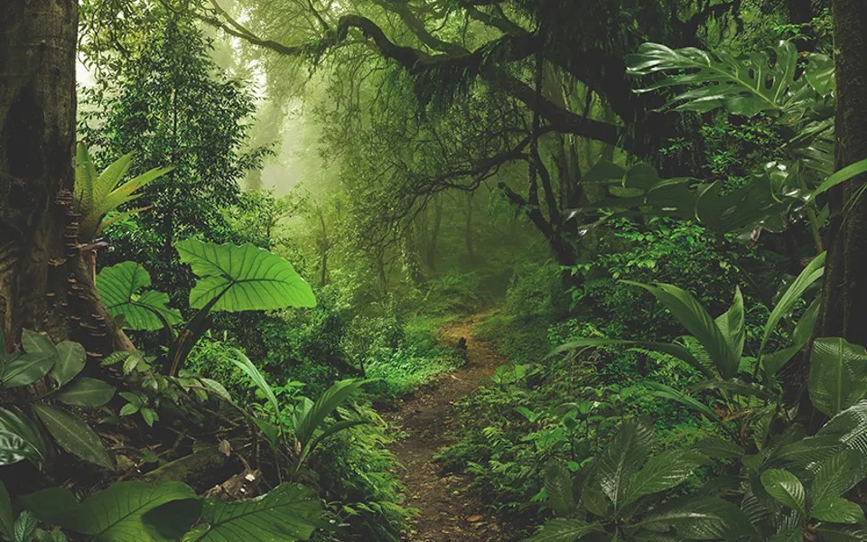 Leafs 2215011519Resized