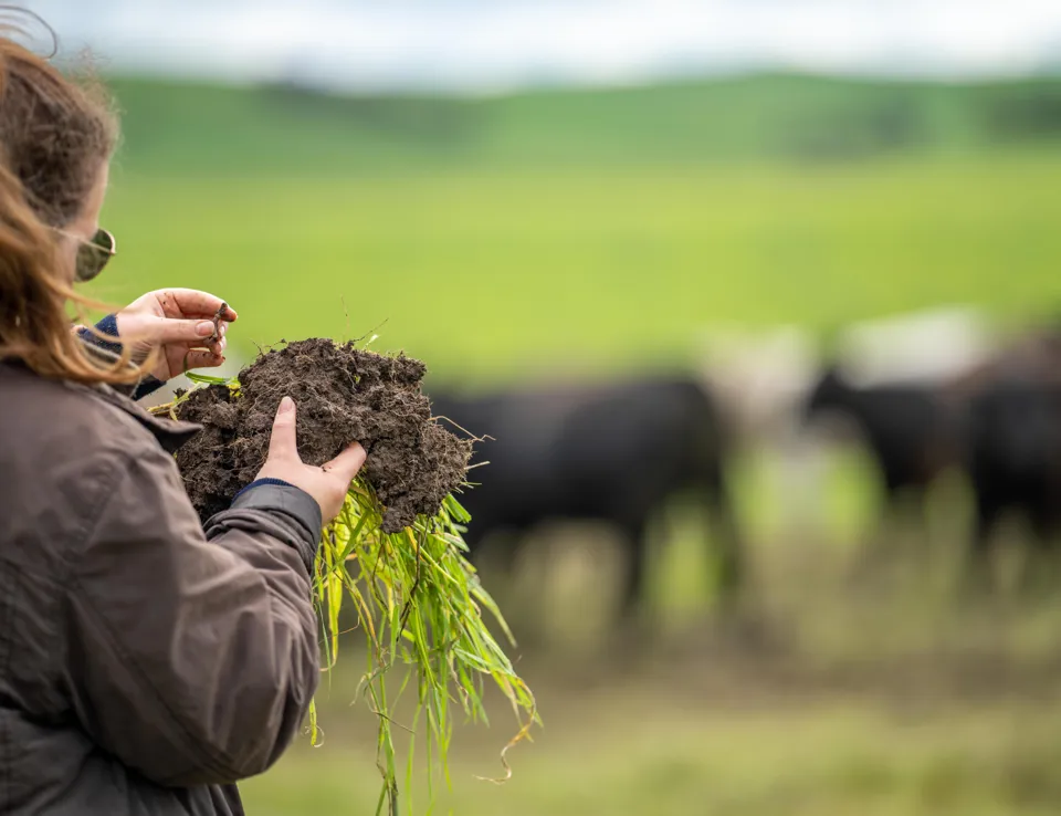 Woman In Agriculture Looking At A Soil Sample. Girl On A Farm Looking At Plant Roots