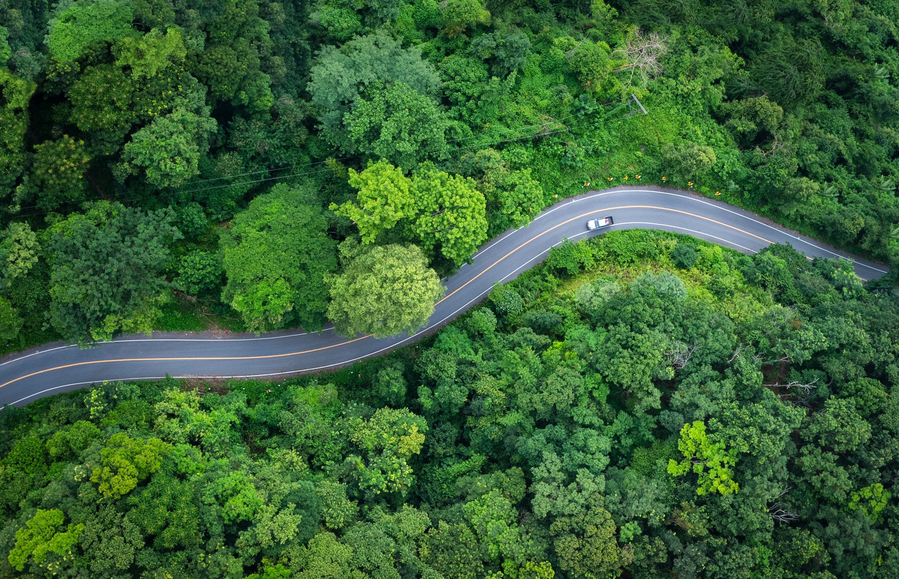 Car And Forest