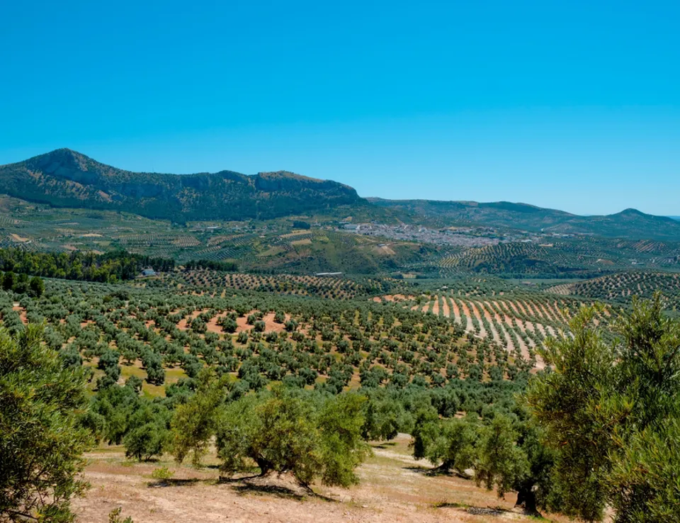 Soluciones Basadas En La Naturaleza Y La Agricultura