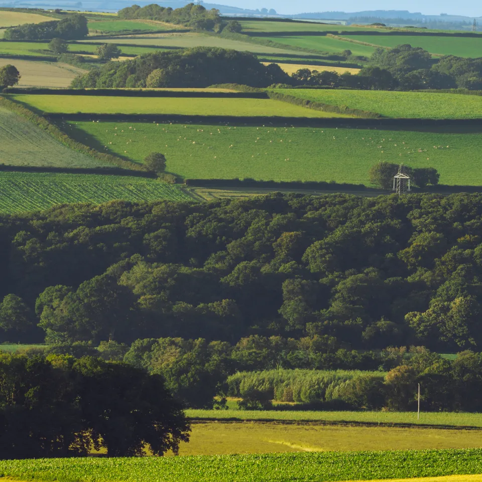 A Tractor In A Field Surrounded By Agriculture And Trees In Devon (UK)