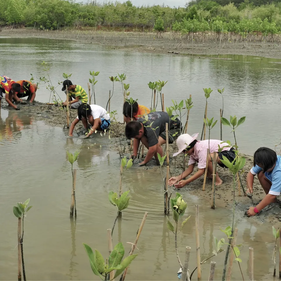 Climate Adaptation Mangrove Planting